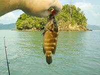 Краби: Ланта, пирс и короткий вечер по кальмару