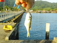 Краби: Ланта, пирс и короткий вечер по кальмару