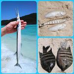 Ко-Липе: ежи под ногами, бомбарда и сарган на ужин