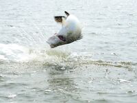 Паттайя: IT Monster, баррамунди и redtail в один день