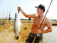 Паттайя: IT Monster, баррамунди и redtail в один день