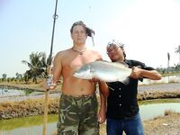 Паттайя: IT Monster, баррамунди и redtail в один день