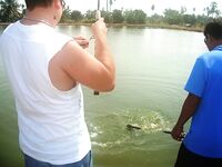 Паттайя: IT Monster, баррамунди и redtail в один день