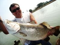 Паттайя: IT Monster, баррамунди и redtail в один день