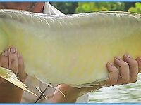 Паттайя: Озеро Монстров и тяжёлый день по трофею