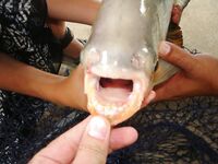 Паттайя: арапайма, араванна и темп без пауз