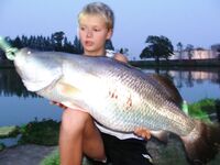 Паттайя: арапайма, араванна и темп без пауз