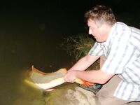 Паттайя: арапайма, араванна и темп без пауз