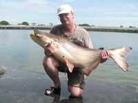 Паттайя: меконг, змееголов и джиг по баррамунди