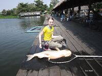 Паттайя: сомовый платник как он есть