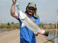 Паттайя: баррамунди на жарком пруду и злые первые рывки