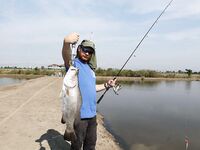 Паттайя: баррамунди на жарком пруду и злые первые рывки