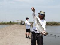 Паттайя: баррамунди на жарком пруду и злые первые рывки
