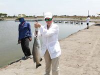 Паттайя: баррамунди на жарком пруду и злые первые рывки