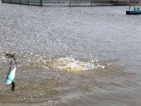 Паттайя: баррамунди на жарком пруду и злые первые рывки