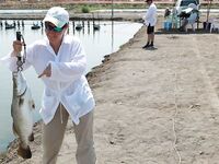 Паттайя: баррамунди на жарком пруду и злые первые рывки