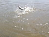 Паттайя: баррамунди на жарком пруду и злые первые рывки