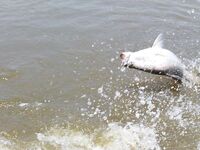 Паттайя: баррамунди на жарком пруду и злые первые рывки