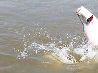 Паттайя: баррамунди на жарком пруду и злые первые рывки