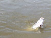 Паттайя: баррамунди на жарком пруду и злые первые рывки