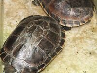 Паттайя: укачка, утренний порт и пустой морской выход