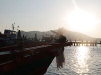 Паттайя: укачка, утренний порт и пустой морской выход