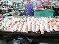 Паттайя: укачка, утренний порт и пустой морской выход