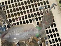 Паттайя: укачка, утренний порт и пустой морской выход