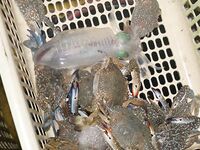 Паттайя: укачка, утренний порт и пустой морской выход