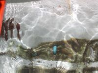 Паттайя: укачка, утренний порт и пустой морской выход