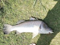 Паттайя: один баррамунди, сходы и Пилот на праздниках