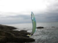 Патонг: рапан, мидия и вечерняя попытка по кальмару