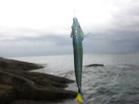 Патонг: рапан, мидия и вечерняя попытка по кальмару