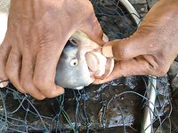 Патонг: рапан, мидия и вечерняя попытка по кальмару