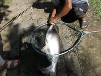 Патонг: рапан, мидия и вечерняя попытка по кальмару