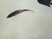 Пхукет: Патонг, кальмар и мидия на камнях