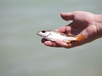 Пхукет: Патонг, кальмар и мидия на камнях