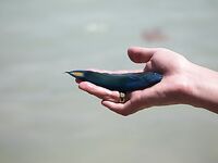 Пхукет: Патонг, кальмар и мидия на камнях