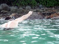 Чалонг: каракатица с камней и меконг на платнике