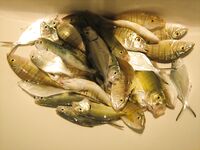 Алания: Инжекум, лодка в километре от берега и паламут