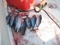 Алания: Инжекум, лодка в километре от берега и паламут