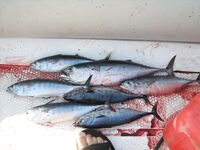 Алания: Инжекум, лодка в километре от берега и паламут