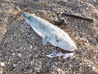 Текирова: цикада, Salmo Thrill 7 и баллон с берега