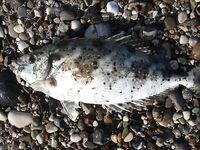 Анталия: дикий пляж, бомбарда и два осьминога