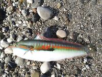 Анталия: дикий пляж, бомбарда и два осьминога