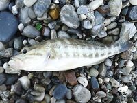 Анталия: дикий пляж, бомбарда и два осьминога