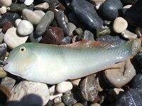 Анталия: дикий пляж, бомбарда и два осьминога