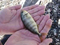 Анталия: дикий пляж, бомбарда и два осьминога