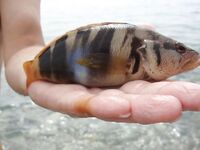 Анталия: дикий пляж, бомбарда и два осьминога