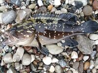 Анталия: дикий пляж, бомбарда и два осьминога